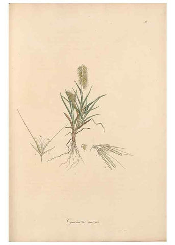 Reproducción/Reproduction 49556796231: Flora Graeca, sive, Plantarum rariorum historia, quas in provinciis aut insulis Graeciae /. Londini :Typis Richardi Taylor et socii, in Vico Shoe-Lane :MDCCCVI-MDCCCXL [1806-1840].. 