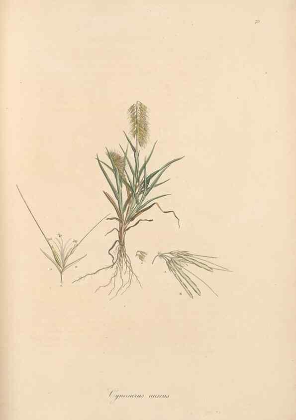 Reproducción/Reproduction 49556796231: Flora Graeca, sive, Plantarum rariorum historia, quas in provinciis aut insulis Graeciae /. Londini :Typis Richardi Taylor et socii, in Vico Shoe-Lane :MDCCCVI-MDCCCXL [1806-1840].. 
