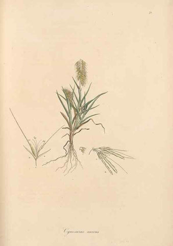Reproducción/Reproduction 49556796231: Flora Graeca, sive, Plantarum rariorum historia, quas in provinciis aut insulis Graeciae /. Londini :Typis Richardi Taylor et socii, in Vico Shoe-Lane :MDCCCVI-MDCCCXL [1806-1840].. 