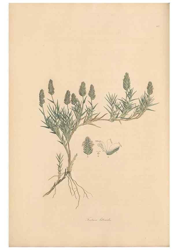 Reproducción/Reproduction 49556299838: Flora Graeca, sive, Plantarum rariorum historia, quas in provinciis aut insulis Graeciae /. Londini :Typis Richardi Taylor et socii, in Vico Shoe-Lane :MDCCCVI-MDCCCXL [1806-1840].. 
