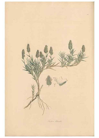 Reproducción/Reproduction 49556299838: Flora Graeca, sive, Plantarum rariorum historia, quas in provinciis aut insulis Graeciae /. Londini :Typis Richardi Taylor et socii, in Vico Shoe-Lane :MDCCCVI-MDCCCXL [1806-1840].. 