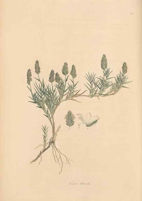 Reproducción/Reproduction 49556299838: Flora Graeca, sive, Plantarum rariorum historia, quas in provinciis aut insulis Graeciae /. Londini :Typis Richardi Taylor et socii, in Vico Shoe-Lane :MDCCCVI-MDCCCXL [1806-1840].. 