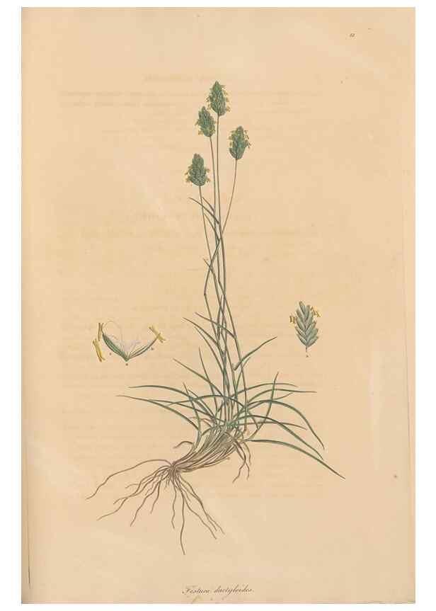 Reproducción/Reproduction 49556300133: Flora Graeca, sive, Plantarum rariorum historia, quas in provinciis aut insulis Graeciae /. Londini :Typis Richardi Taylor et socii, in Vico Shoe-Lane :MDCCCVI-MDCCCXL [1806-1840].. 