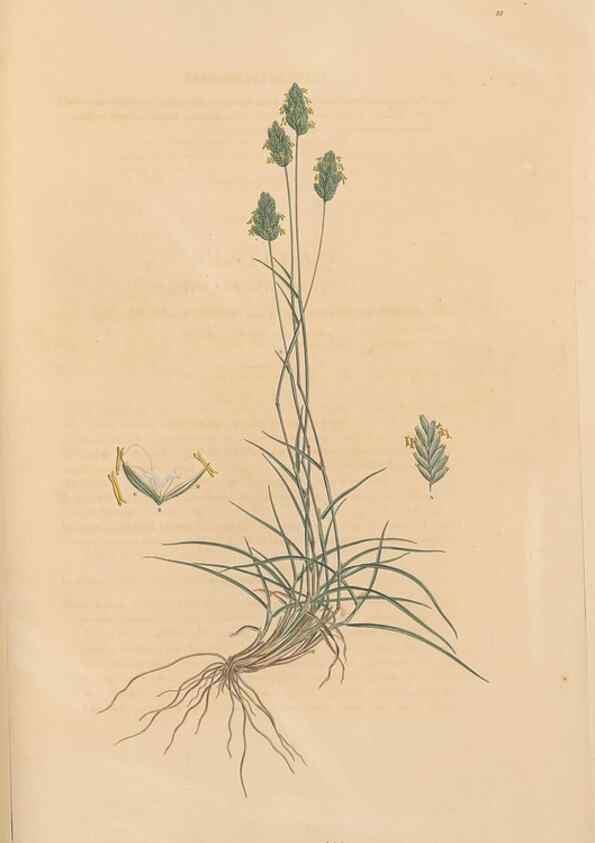 Reproducción/Reproduction 49556300133: Flora Graeca, sive, Plantarum rariorum historia, quas in provinciis aut insulis Graeciae /. Londini :Typis Richardi Taylor et socii, in Vico Shoe-Lane :MDCCCVI-MDCCCXL [1806-1840].. 