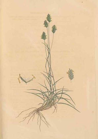 Reproducción/Reproduction 49556300133: Flora Graeca, sive, Plantarum rariorum historia, quas in provinciis aut insulis Graeciae /. Londini :Typis Richardi Taylor et socii, in Vico Shoe-Lane :MDCCCVI-MDCCCXL [1806-1840].. 