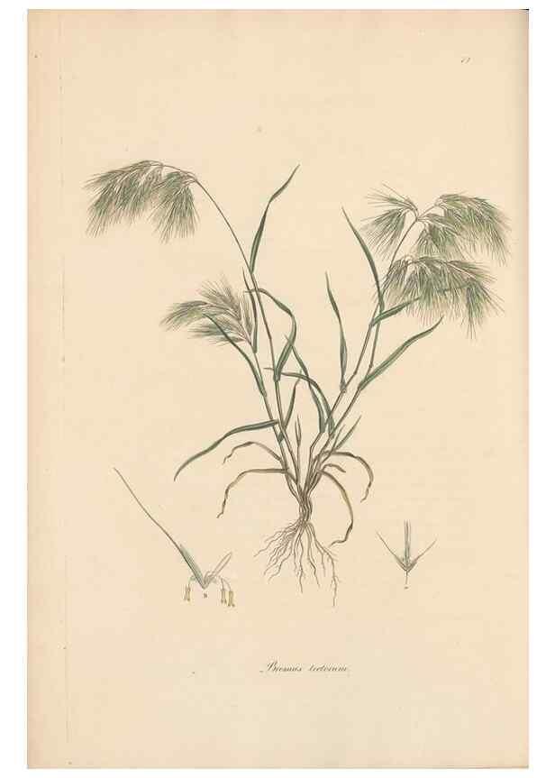 Reproducción/Reproduction 49556300408: Flora Graeca, sive, Plantarum rariorum historia, quas in provinciis aut insulis Graeciae /. Londini :Typis Richardi Taylor et socii, in Vico Shoe-Lane :MDCCCVI-MDCCCXL [1806-1840].. 