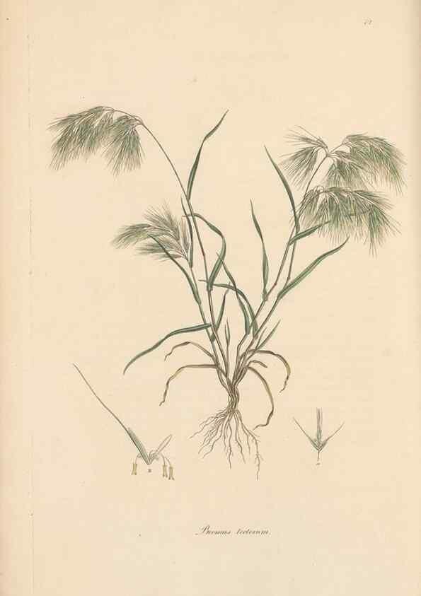 Reproducción/Reproduction 49556300408: Flora Graeca, sive, Plantarum rariorum historia, quas in provinciis aut insulis Graeciae /. Londini :Typis Richardi Taylor et socii, in Vico Shoe-Lane :MDCCCVI-MDCCCXL [1806-1840].. 