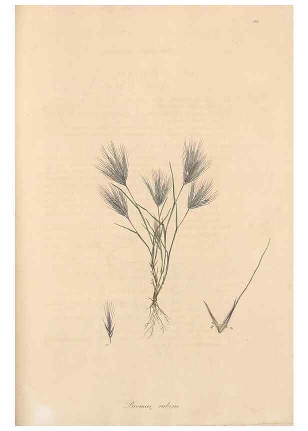 Reproducción/Reproduction 49556797431: Flora Graeca, sive, Plantarum rariorum historia, quas in provinciis aut insulis Graeciae /. Londini :Typis Richardi Taylor et socii, in Vico Shoe-Lane :MDCCCVI-MDCCCXL [1806-1840].. 
