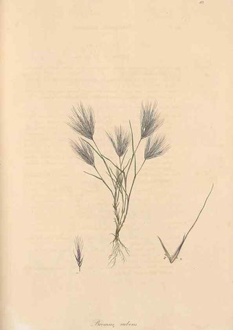 Reproducción/Reproduction 49556797431: Flora Graeca, sive, Plantarum rariorum historia, quas in provinciis aut insulis Graeciae /. Londini :Typis Richardi Taylor et socii, in Vico Shoe-Lane :MDCCCVI-MDCCCXL [1806-1840].. 