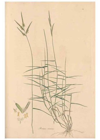 Reproducción/Reproduction 49557035087: Flora Graeca, sive, Plantarum rariorum historia, quas in provinciis aut insulis Graeciae /. Londini :Typis Richardi Taylor et socii, in Vico Shoe-Lane :MDCCCVI-MDCCCXL [1806-1840].. 