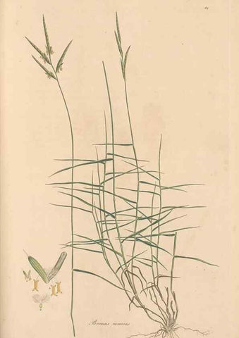 Reproducción/Reproduction 49557035087: Flora Graeca, sive, Plantarum rariorum historia, quas in provinciis aut insulis Graeciae /. Londini :Typis Richardi Taylor et socii, in Vico Shoe-Lane :MDCCCVI-MDCCCXL [1806-1840].. 