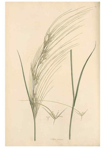 Reproducción/Reproduction 49557035307: Flora Graeca, sive, Plantarum rariorum historia, quas in provinciis aut insulis Graeciae /. Londini :Typis Richardi Taylor et socii, in Vico Shoe-Lane :MDCCCVI-MDCCCXL [1806-1840].. 