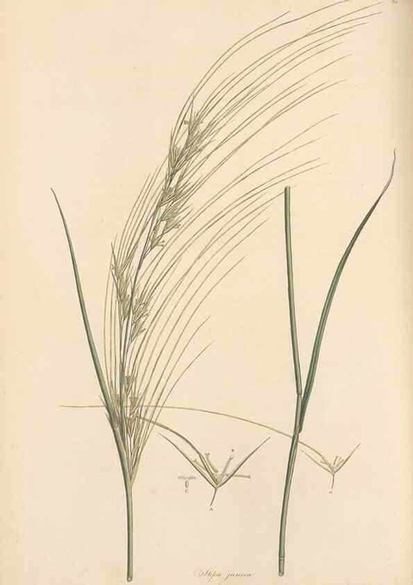 Reproducción/Reproduction 49557035307: Flora Graeca, sive, Plantarum rariorum historia, quas in provinciis aut insulis Graeciae /. Londini :Typis Richardi Taylor et socii, in Vico Shoe-Lane :MDCCCVI-MDCCCXL [1806-1840].. 