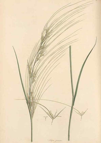 Reproducción/Reproduction 49557035307: Flora Graeca, sive, Plantarum rariorum historia, quas in provinciis aut insulis Graeciae /. Londini :Typis Richardi Taylor et socii, in Vico Shoe-Lane :MDCCCVI-MDCCCXL [1806-1840].. 