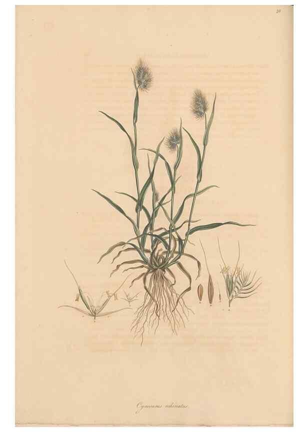 Reproducción/Reproduction 49557033037: Flora Graeca, sive, Plantarum rariorum historia, quas in provinciis aut insulis Graeciae /. Londini :Typis Richardi Taylor et socii, in Vico Shoe-Lane :MDCCCVI-MDCCCXL [1806-1840].. 