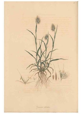 Reproducción/Reproduction 49557033037: Flora Graeca, sive, Plantarum rariorum historia, quas in provinciis aut insulis Graeciae /. Londini :Typis Richardi Taylor et socii, in Vico Shoe-Lane :MDCCCVI-MDCCCXL [1806-1840].. 