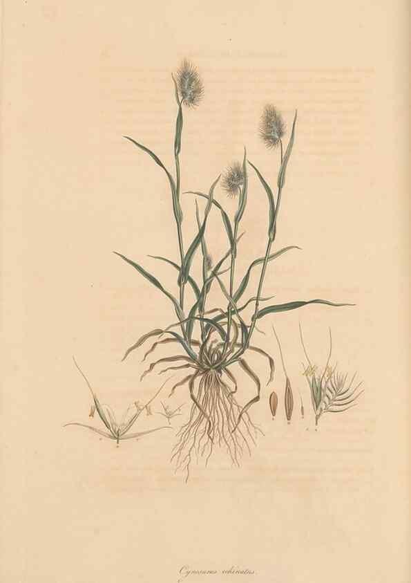 Reproducción/Reproduction 49557033037: Flora Graeca, sive, Plantarum rariorum historia, quas in provinciis aut insulis Graeciae /. Londini :Typis Richardi Taylor et socii, in Vico Shoe-Lane :MDCCCVI-MDCCCXL [1806-1840].. 