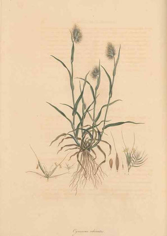 Reproducción/Reproduction 49557033037: Flora Graeca, sive, Plantarum rariorum historia, quas in provinciis aut insulis Graeciae /. Londini :Typis Richardi Taylor et socii, in Vico Shoe-Lane :MDCCCVI-MDCCCXL [1806-1840].. 