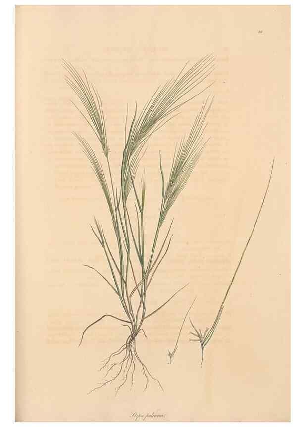Reproducción/Reproduction 49556798231: Flora Graeca, sive, Plantarum rariorum historia, quas in provinciis aut insulis Graeciae /. Londini :Typis Richardi Taylor et socii, in Vico Shoe-Lane :MDCCCVI-MDCCCXL [1806-1840].. 