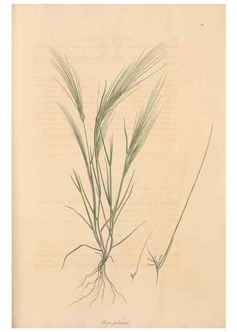 Reproducción/Reproduction 49556798231: Flora Graeca, sive, Plantarum rariorum historia, quas in provinciis aut insulis Graeciae /. Londini :Typis Richardi Taylor et socii, in Vico Shoe-Lane :MDCCCVI-MDCCCXL [1806-1840].. 