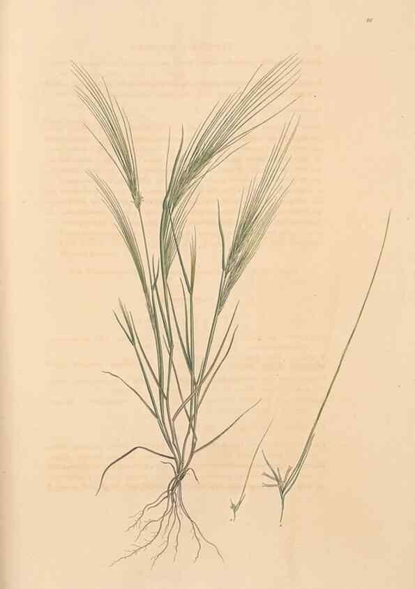 Reproducción/Reproduction 49556798231: Flora Graeca, sive, Plantarum rariorum historia, quas in provinciis aut insulis Graeciae /. Londini :Typis Richardi Taylor et socii, in Vico Shoe-Lane :MDCCCVI-MDCCCXL [1806-1840].. 