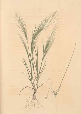 Reproducción/Reproduction 49556798231: Flora Graeca, sive, Plantarum rariorum historia, quas in provinciis aut insulis Graeciae /. Londini :Typis Richardi Taylor et socii, in Vico Shoe-Lane :MDCCCVI-MDCCCXL [1806-1840].. 