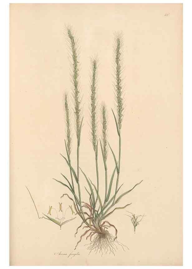 Reproducción/Reproduction 49557036132: Flora Graeca, sive, Plantarum rariorum historia, quas in provinciis aut insulis Graeciae /. Londini :Typis Richardi Taylor et socii, in Vico Shoe-Lane :MDCCCVI-MDCCCXL [1806-1840].. 