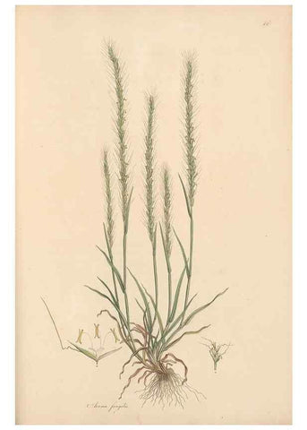 Reproducción/Reproduction 49557036132: Flora Graeca, sive, Plantarum rariorum historia, quas in provinciis aut insulis Graeciae /. Londini :Typis Richardi Taylor et socii, in Vico Shoe-Lane :MDCCCVI-MDCCCXL [1806-1840].. 