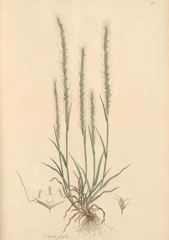 Reproducción/Reproduction 49557036132: Flora Graeca, sive, Plantarum rariorum historia, quas in provinciis aut insulis Graeciae /. Londini :Typis Richardi Taylor et socii, in Vico Shoe-Lane :MDCCCVI-MDCCCXL [1806-1840].. 