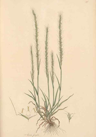 Reproducción/Reproduction 49557036132: Flora Graeca, sive, Plantarum rariorum historia, quas in provinciis aut insulis Graeciae /. Londini :Typis Richardi Taylor et socii, in Vico Shoe-Lane :MDCCCVI-MDCCCXL [1806-1840].. 