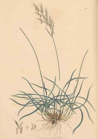 Reproducción/Reproduction 49557036417: Flora Graeca, sive, Plantarum rariorum historia, quas in provinciis aut insulis Graeciae /. Londini :Typis Richardi Taylor et socii, in Vico Shoe-Lane :MDCCCVI-MDCCCXL [1806-1840].. 