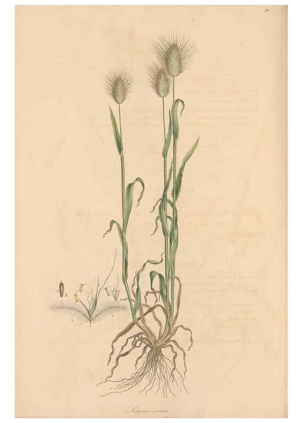 Reproducción/Reproduction 49556302688: Flora Graeca, sive, Plantarum rariorum historia, quas in provinciis aut insulis Graeciae /. Londini :Typis Richardi Taylor et socii, in Vico Shoe-Lane :MDCCCVI-MDCCCXL [1806-1840].. 