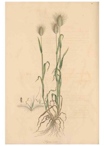 Reproducción/Reproduction 49556302688: Flora Graeca, sive, Plantarum rariorum historia, quas in provinciis aut insulis Graeciae /. Londini :Typis Richardi Taylor et socii, in Vico Shoe-Lane :MDCCCVI-MDCCCXL [1806-1840].. 