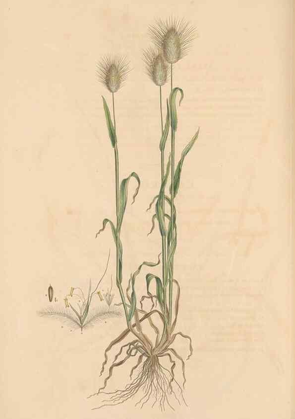 Reproducción/Reproduction 49556302688: Flora Graeca, sive, Plantarum rariorum historia, quas in provinciis aut insulis Graeciae /. Londini :Typis Richardi Taylor et socii, in Vico Shoe-Lane :MDCCCVI-MDCCCXL [1806-1840].. 