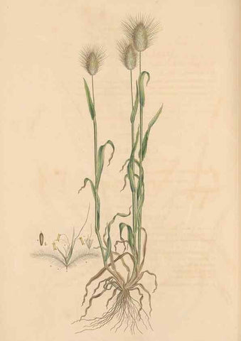 Reproducción/Reproduction 49556302688: Flora Graeca, sive, Plantarum rariorum historia, quas in provinciis aut insulis Graeciae /. Londini :Typis Richardi Taylor et socii, in Vico Shoe-Lane :MDCCCVI-MDCCCXL [1806-1840].. 