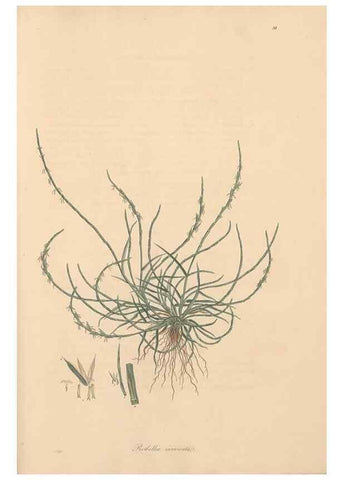 Reproducción/Reproduction 49557037122: Flora Graeca, sive, Plantarum rariorum historia, quas in provinciis aut insulis Graeciae /. Londini :Typis Richardi Taylor et socii, in Vico Shoe-Lane :MDCCCVI-MDCCCXL [1806-1840].. 