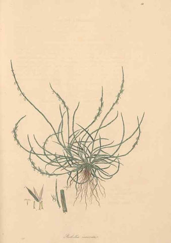 Reproducción/Reproduction 49557037122: Flora Graeca, sive, Plantarum rariorum historia, quas in provinciis aut insulis Graeciae /. Londini :Typis Richardi Taylor et socii, in Vico Shoe-Lane :MDCCCVI-MDCCCXL [1806-1840].. 