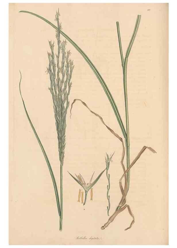 Reproducción/Reproduction 49556303203: Flora Graeca, sive, Plantarum rariorum historia, quas in provinciis aut insulis Graeciae /. Londini :Typis Richardi Taylor et socii, in Vico Shoe-Lane :MDCCCVI-MDCCCXL [1806-1840].. 