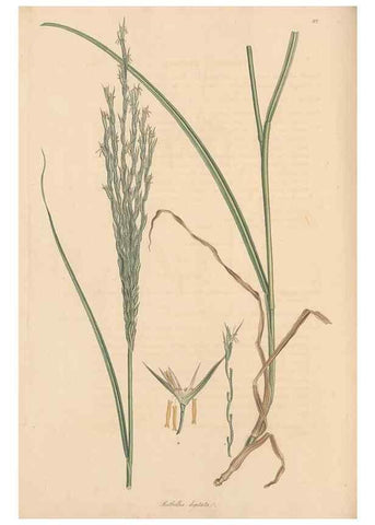 Reproducción/Reproduction 49556303203: Flora Graeca, sive, Plantarum rariorum historia, quas in provinciis aut insulis Graeciae /. Londini :Typis Richardi Taylor et socii, in Vico Shoe-Lane :MDCCCVI-MDCCCXL [1806-1840].. 