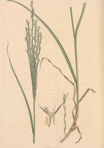 Reproducción/Reproduction 49556303203: Flora Graeca, sive, Plantarum rariorum historia, quas in provinciis aut insulis Graeciae /. Londini :Typis Richardi Taylor et socii, in Vico Shoe-Lane :MDCCCVI-MDCCCXL [1806-1840].. 