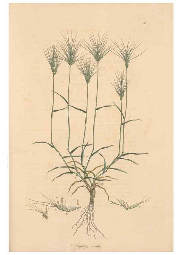 Reproducción/Reproduction 49556800496: Flora Graeca, sive, Plantarum rariorum historia, quas in provinciis aut insulis Graeciae /. Londini :Typis Richardi Taylor et socii, in Vico Shoe-Lane :MDCCCVI-MDCCCXL [1806-1840].. 