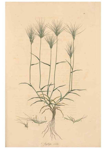 Reproducción/Reproduction 49556800496: Flora Graeca, sive, Plantarum rariorum historia, quas in provinciis aut insulis Graeciae /. Londini :Typis Richardi Taylor et socii, in Vico Shoe-Lane :MDCCCVI-MDCCCXL [1806-1840].. 