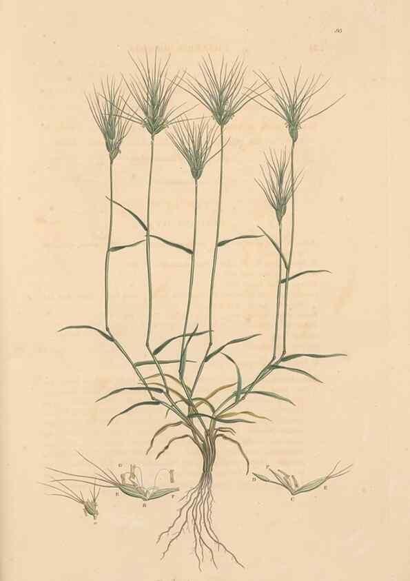 Reproducción/Reproduction 49556800496: Flora Graeca, sive, Plantarum rariorum historia, quas in provinciis aut insulis Graeciae /. Londini :Typis Richardi Taylor et socii, in Vico Shoe-Lane :MDCCCVI-MDCCCXL [1806-1840].. 