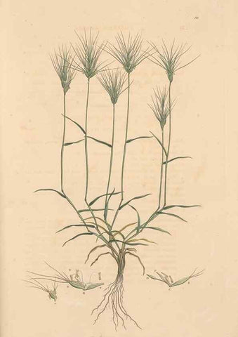 Reproducción/Reproduction 49556800496: Flora Graeca, sive, Plantarum rariorum historia, quas in provinciis aut insulis Graeciae /. Londini :Typis Richardi Taylor et socii, in Vico Shoe-Lane :MDCCCVI-MDCCCXL [1806-1840].. 