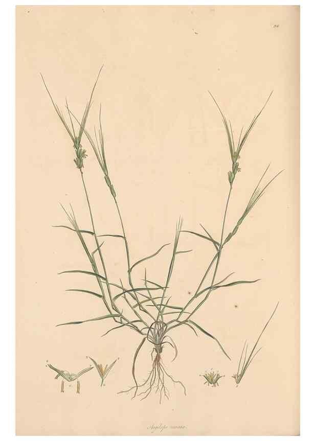 Reproducción/Reproduction 49556800811: Flora Graeca, sive, Plantarum rariorum historia, quas in provinciis aut insulis Graeciae /. Londini :Typis Richardi Taylor et socii, in Vico Shoe-Lane :MDCCCVI-MDCCCXL [1806-1840].. 