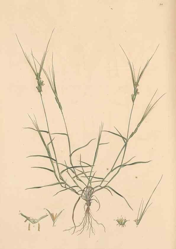 Reproducción/Reproduction 49556800811: Flora Graeca, sive, Plantarum rariorum historia, quas in provinciis aut insulis Graeciae /. Londini :Typis Richardi Taylor et socii, in Vico Shoe-Lane :MDCCCVI-MDCCCXL [1806-1840].. 
