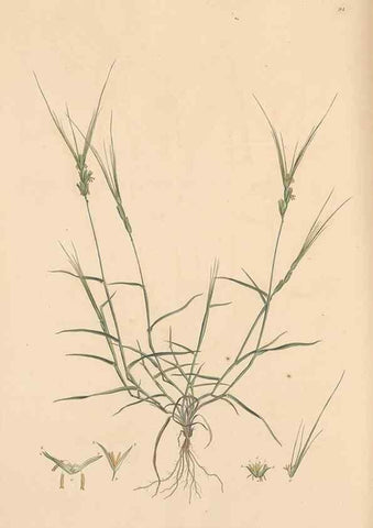 Reproducción/Reproduction 49556800811: Flora Graeca, sive, Plantarum rariorum historia, quas in provinciis aut insulis Graeciae /. Londini :Typis Richardi Taylor et socii, in Vico Shoe-Lane :MDCCCVI-MDCCCXL [1806-1840].. 