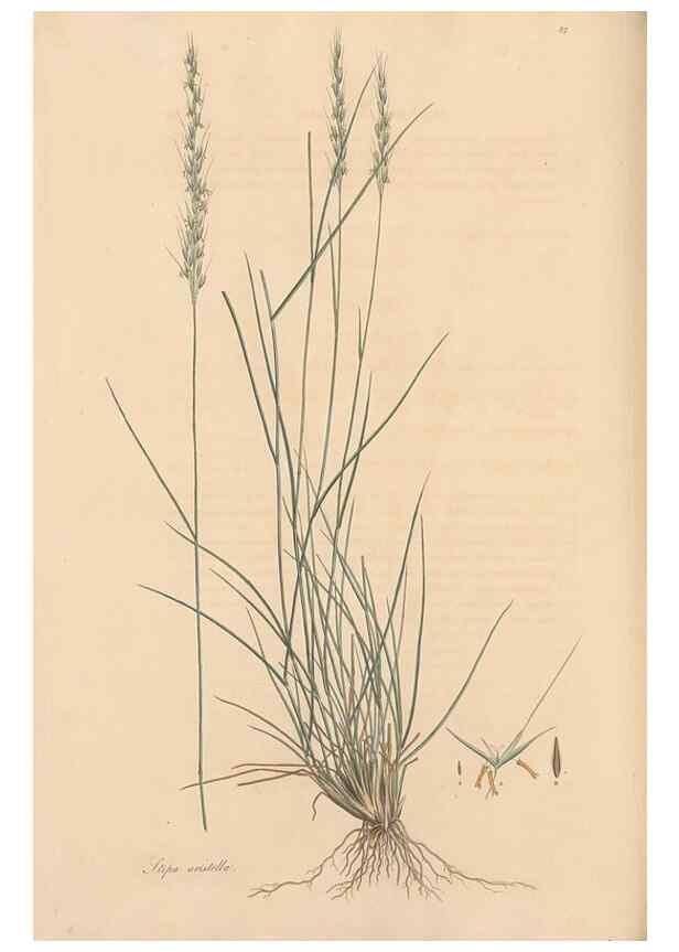 Reproducción/Reproduction 49557035817: Flora Graeca, sive, Plantarum rariorum historia, quas in provinciis aut insulis Graeciae /. Londini :Typis Richardi Taylor et socii, in Vico Shoe-Lane :MDCCCVI-MDCCCXL [1806-1840].. 