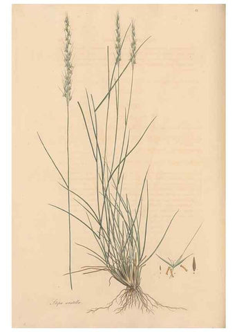Reproducción/Reproduction 49557035817: Flora Graeca, sive, Plantarum rariorum historia, quas in provinciis aut insulis Graeciae /. Londini :Typis Richardi Taylor et socii, in Vico Shoe-Lane :MDCCCVI-MDCCCXL [1806-1840].. 