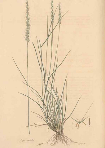 Reproducción/Reproduction 49557035817: Flora Graeca, sive, Plantarum rariorum historia, quas in provinciis aut insulis Graeciae /. Londini :Typis Richardi Taylor et socii, in Vico Shoe-Lane :MDCCCVI-MDCCCXL [1806-1840].. 